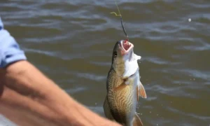 Can You Catch Boundary Water Fish with Braided Line