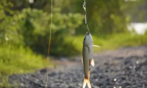Can You Catch Boundary Water Fish with Braided Line
