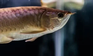 Can You Catch Boundary Water Fish with Braided Line