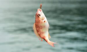 Do Fish Hooks Dissolve?