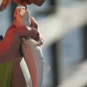 Do Fish Hooks Dissolve?