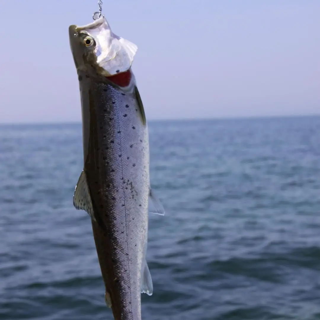 Do Fish Hooks Dissolve?