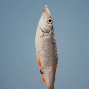 Do Fish Hooks Dissolve?