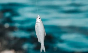 Do Fish Hooks Dissolve