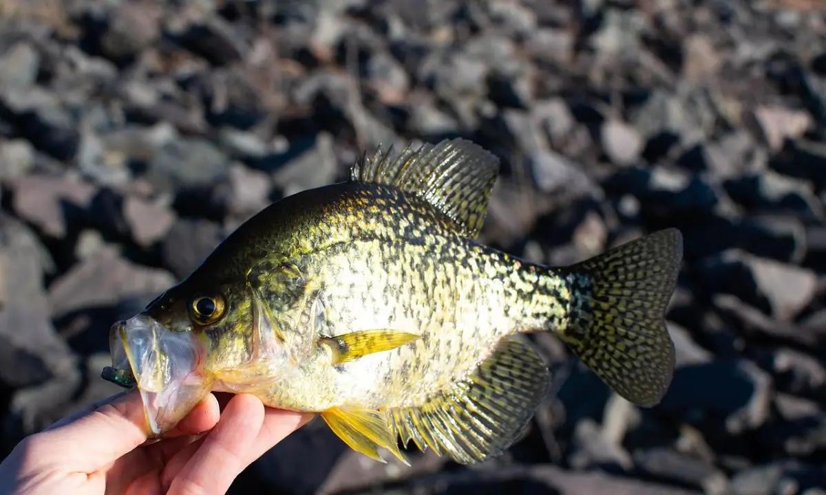 Best Fishing Rod for Crappie